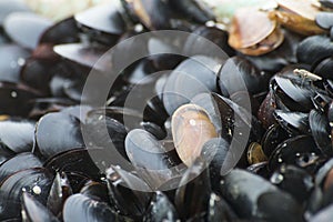 Mussels Closeup photo